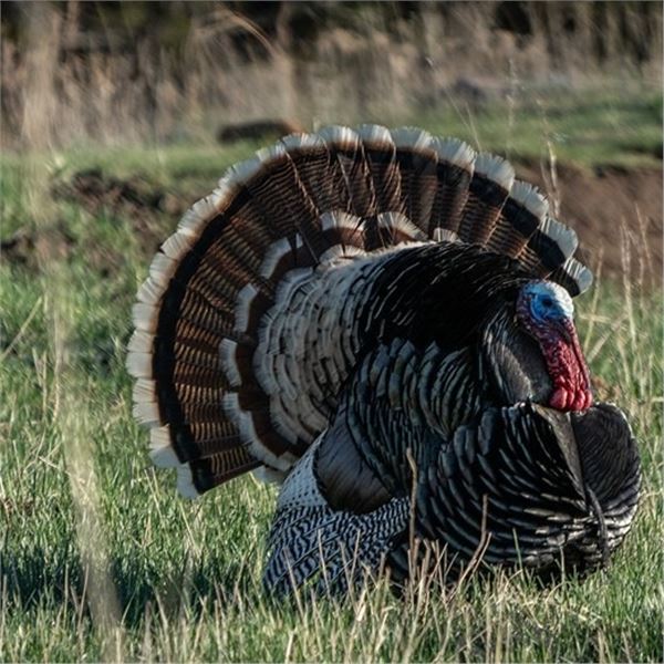 New Mexico Merriam's Hunt for 2