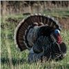 Image 1 : New Mexico Merriam's Hunt for 2