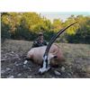 Image 2 : Texas Trophy Exotic Hunt for 2- 5 Hunters donated by L& L Adventures Value $7,500