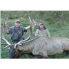 Image 8 : Best hunt for last, 5-Day Red Stag Hunt for Two Hunters in New Zealand- Trophy Fees included