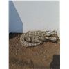 Image 1 : ** Alligator Outdoor Fountain - No Pump - 29" Long x 16" Tall - CANNOT SHIP