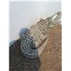 Image 3 : ** Alligator Outdoor Fountain - No Pump - 29" Long x 16" Tall - CANNOT SHIP