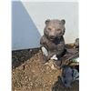 Image 2 : ** Bear Two -Piece Garden Decor - 14" x 16" (Largest Piece) CANNOT SHIP