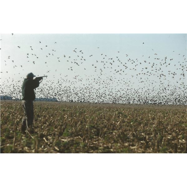 David Denies Argentina Dove Hunt 4 People