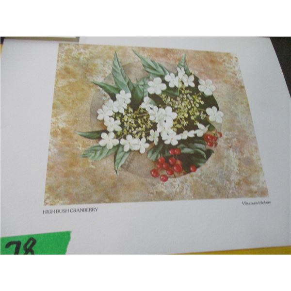 SEIZURE (AS IS):  ENVELOPE C/W ASSORTED WILDFLOWER PICTURES