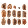 Image 1 : Leaf Fossils from China, 3.8 Pounds [194691]