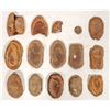 Image 2 : Leaf Fossils from China, 3.8 Pounds [194691]