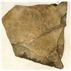 Image 2 : Crinoid 'Forest' Fossil Plate, Partially Curated [196393]