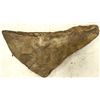 Image 1 : Crinoid Fossil Plate [159142]