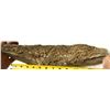 Image 4 : Crinoid Fossil Plate [159142]