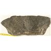 Image 1 : Crinoid Fossil Plate [159146]
