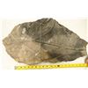 Image 1 : Crinoid Fossil Plate, Large 'Flower' [196391]