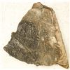 Image 1 : Flowery Crinoid Fossil Plate [196397]