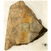 Image 2 : Flowery Crinoid Fossil Plate [196397]