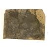 Image 3 : Trio of Crinoid Flower Fossil Plates [196409]