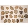 Image 2 : Insect Fossils, 2 Pounds [194642]