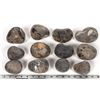 Image 2 : Stringocephalus Fossils, 14 Pounds [194604]