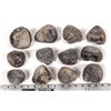 Image 2 : Stringocephalus Fossils, 14 Pounds [194171]