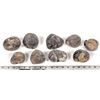 Image 2 : Stringocephalus Fossils, 9 Pounds [194173]