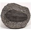 Image 1 : Large Trilobite, Chinese origin [194387]
