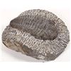 Image 3 : Large Trilobite, Chinese origin [194387]