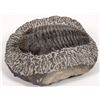 Image 4 : Large Trilobite, Chinese origin [194387]