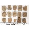 Image 1 : Trilobites, 4 Pounds [194177]