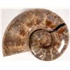 Image 1 : Large Ammonite Fossil (Damaged) [195065]
