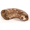 Image 2 : Large Ammonite Fossil (Damaged) [195065]