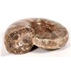 Image 3 : Large Ammonite Fossil (Damaged) [195065]