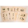 Image 1 : Audubon Bird Drawings w/French & English Text  (19) [180132]