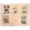 Image 3 : Audubon Bird Drawings w/French & English Text  (19) [180132]