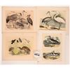 Image 1 : Audubon Water Bird Art (18) [180142]