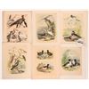 Image 2 : Audubon Water Bird Art (18) [180142]