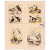 Image 3 : Audubon Water Bird Art (18) [180142]