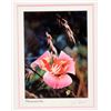 Image 2 : Wildflower Photos [197550]