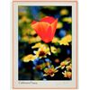 Image 3 : Wildflower Photos [197550]