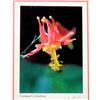 Image 4 : Wildflower Photos [197550]