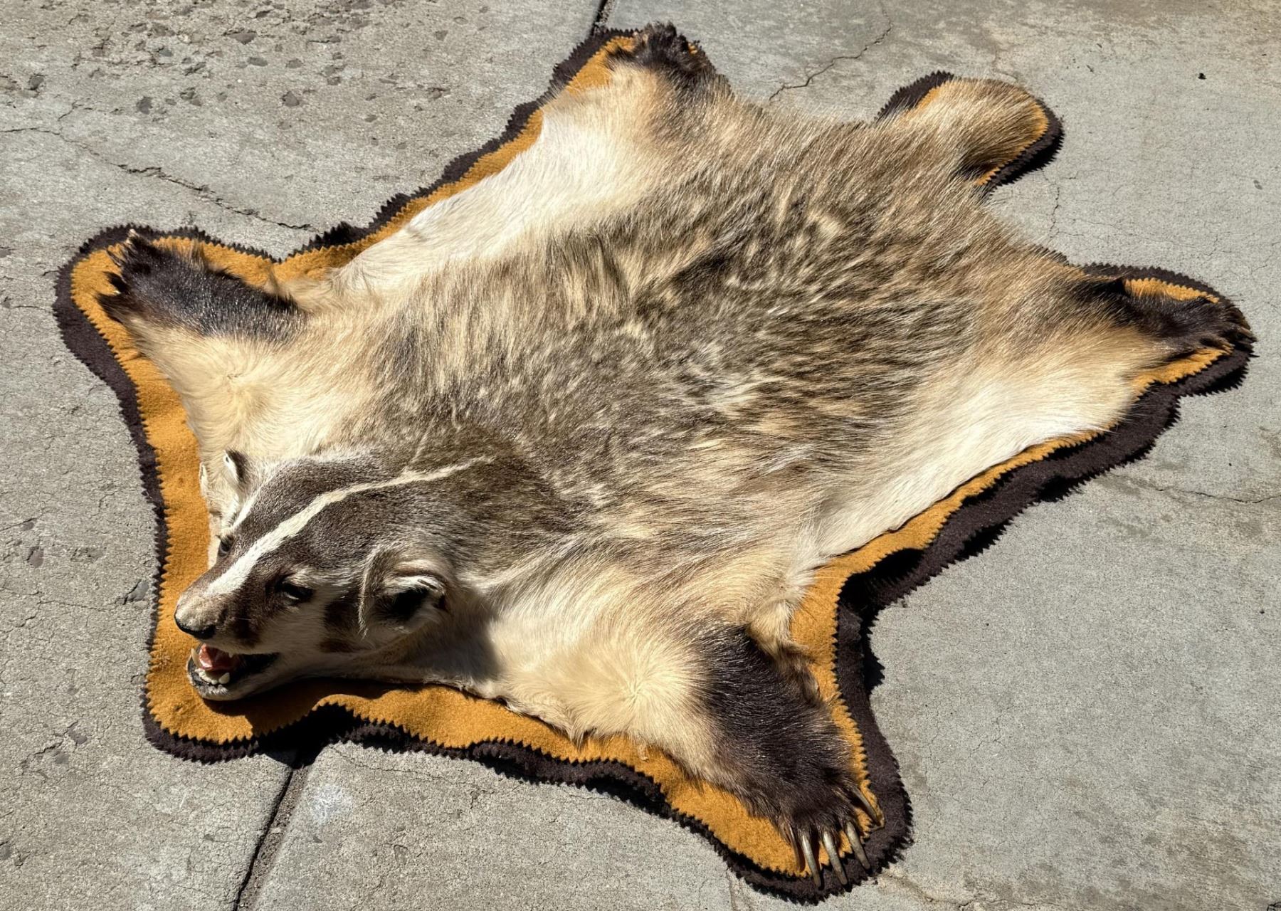 Badger Rug Montana Taxidermy Badger Rug
