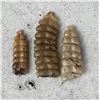 Image 1 : Collection of Montana Rattlesnake Rattles