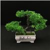 Image 1 : RALPH MACCHIO SIGNED KARATE KID BONSAI TREE (KB AUTHENTICS COA)