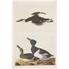 Image 10 : Audubon's Original Water-Color Paintings