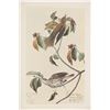 Image 11 : Audubon's Original Water-Color Paintings