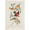 Image 12 : Audubon's Original Water-Color Paintings