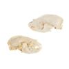 Image 1 : Montana Black Bear Professional Taxidermy Skulls