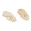 Image 2 : Montana Black Bear Professional Taxidermy Skulls