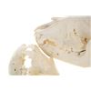 Image 6 : Montana Black Bear Professional Taxidermy Skulls