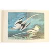 Image 13 : John James Audubon's Bird Paintings Book Set