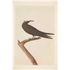 Image 14 : John James Audubon's Bird Paintings Book Set