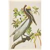 Image 15 : John James Audubon's Bird Paintings Book Set